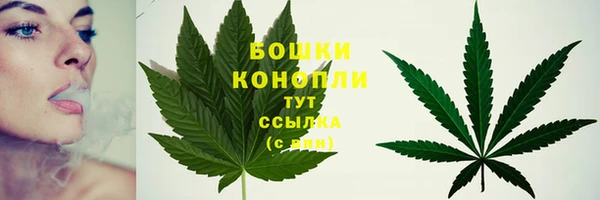 сатива Арсеньев