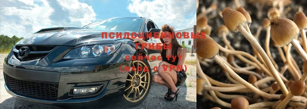 сатива Арсеньев